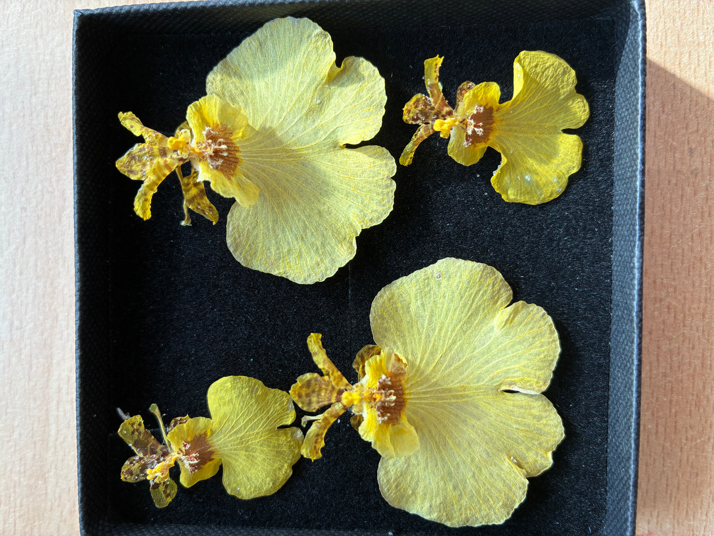 Orchid - 4 Yellow Dried Orchids