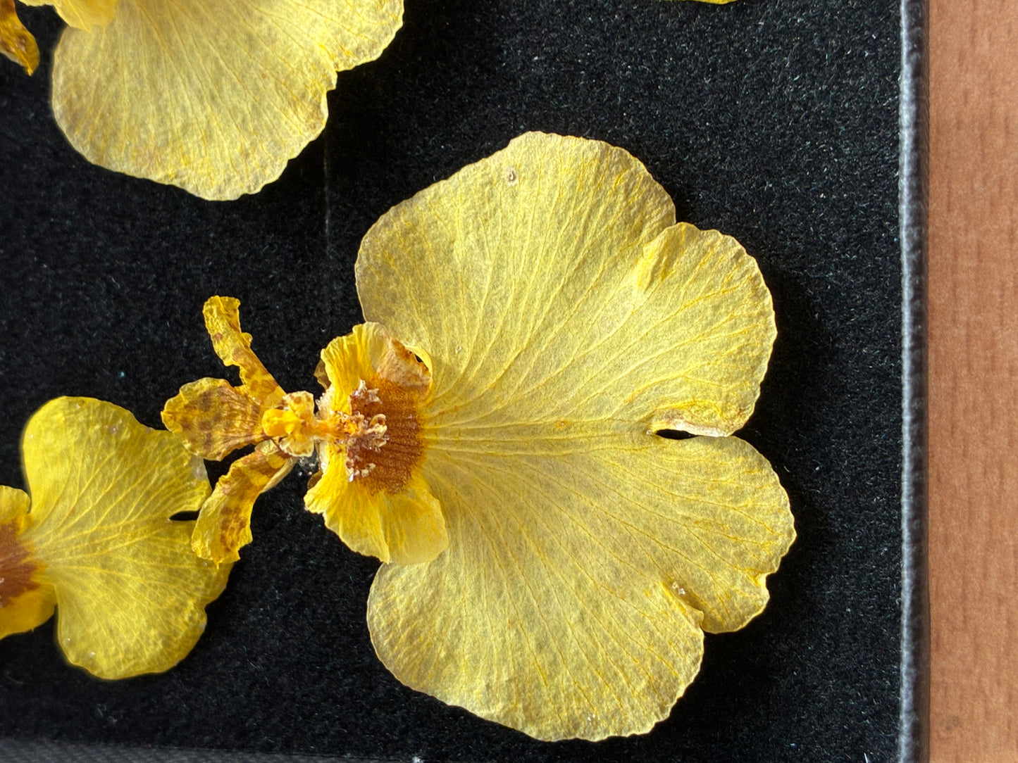 Orchid - 4 Yellow Dried Orchids