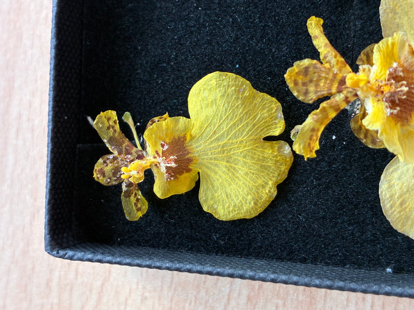Orchid - 4 Yellow Dried Orchids