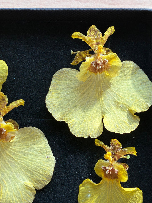 Orchid - 4 Yellow Dried Orchids