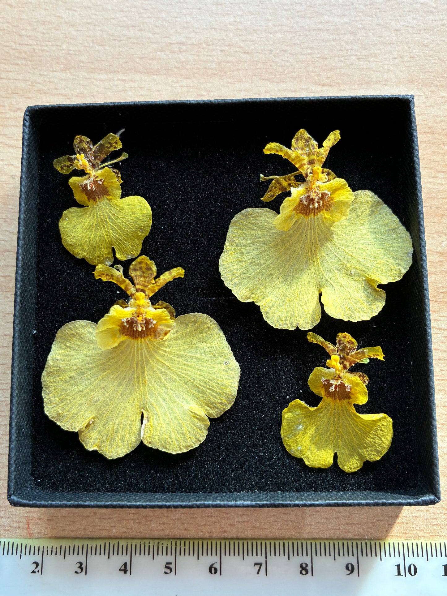 Yellow dried orchid flowers in a black box with a ruler for scale on a wooden surface