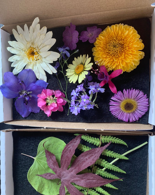Box of mixed dried flowers and leaves for resin crafts and botanical art