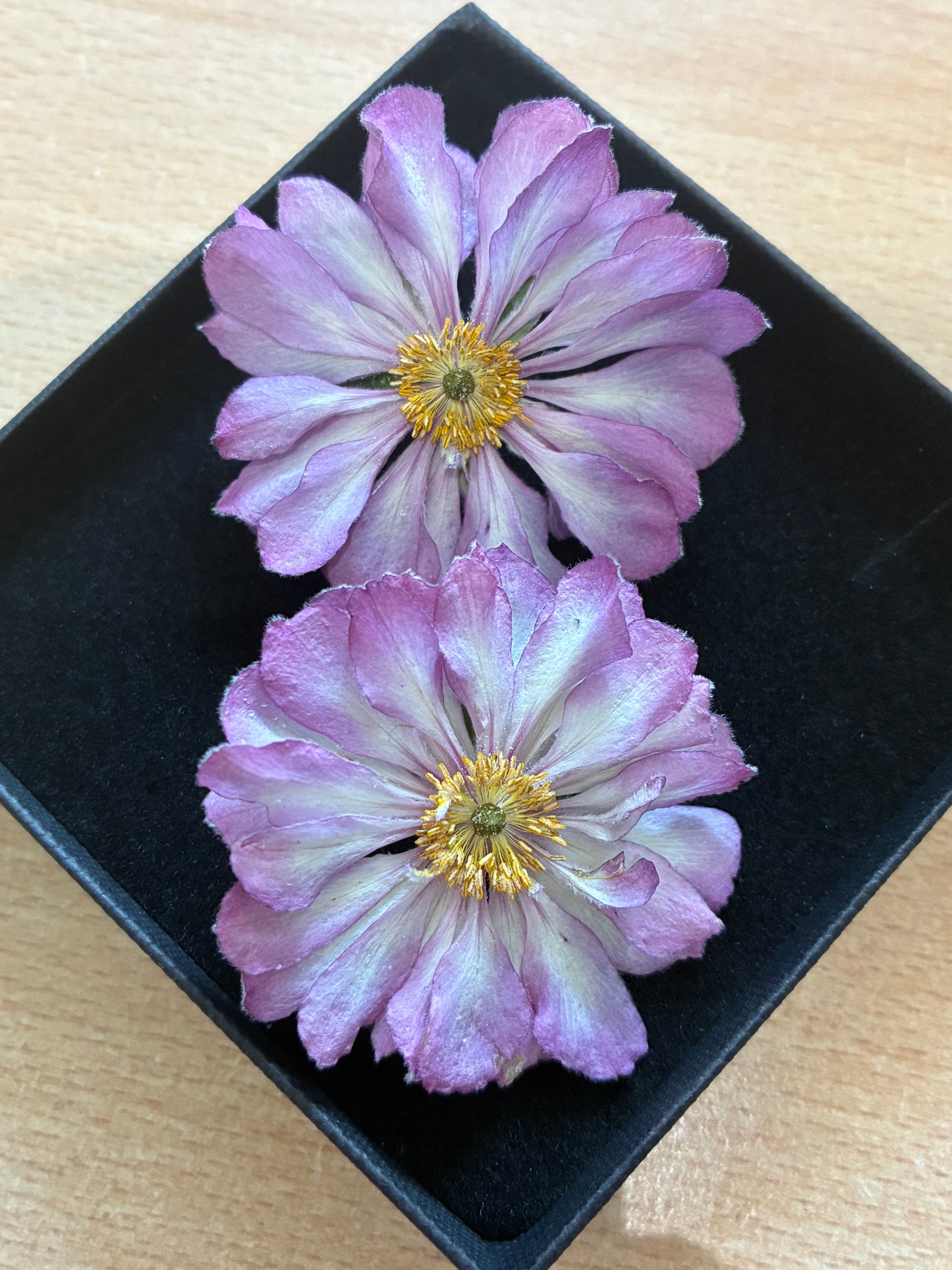 Anemone - Real Dried Flowers (2 or 4 flowers)
