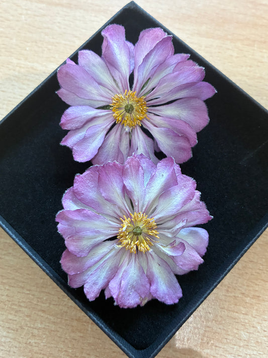 Box of 2 pale pink and white dried anemones