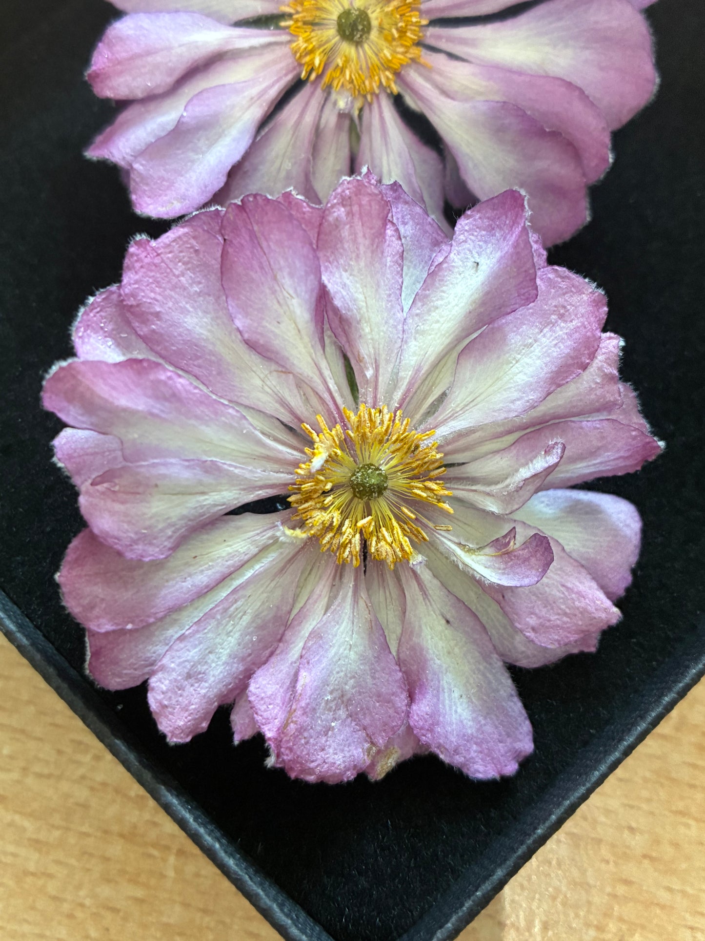 Anemone - Real Dried Flowers (2 or 4 flowers)