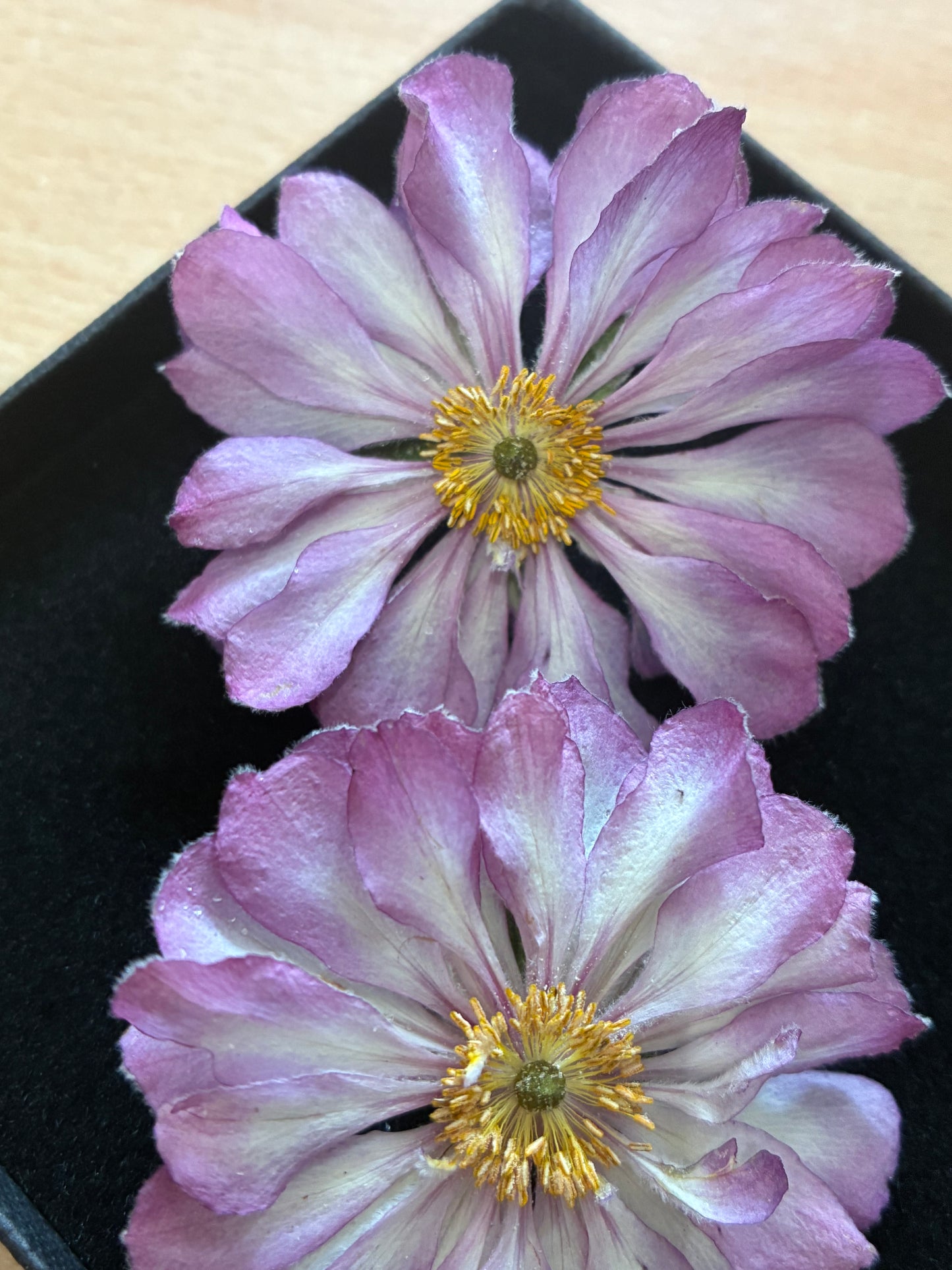 Anemone - Real Dried Flowers (2 or 4 flowers)
