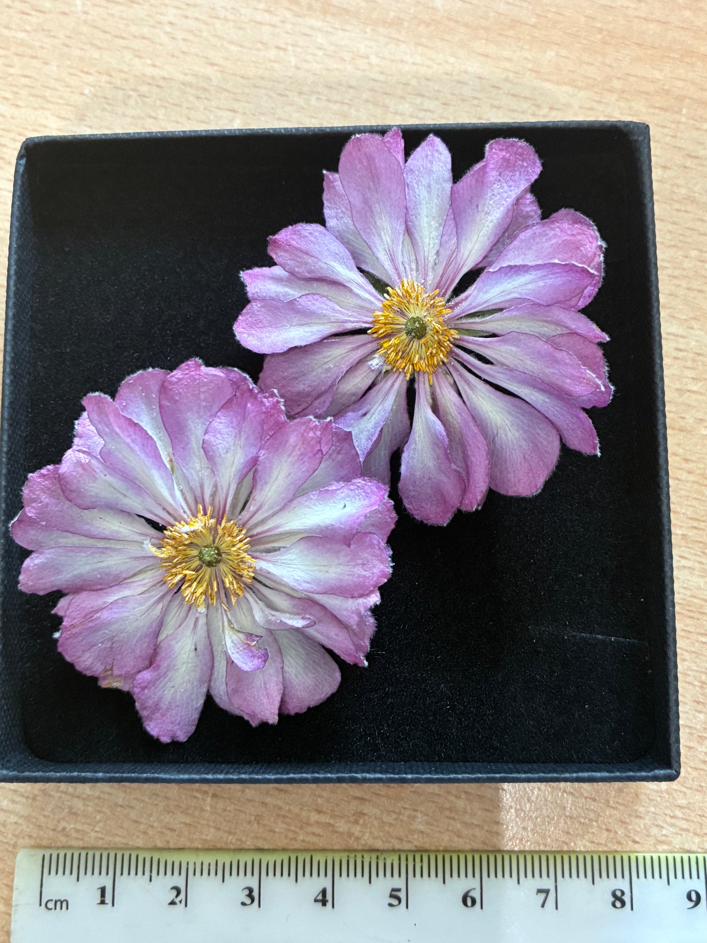 Anemone - Real Dried Flowers (2 or 4 flowers)