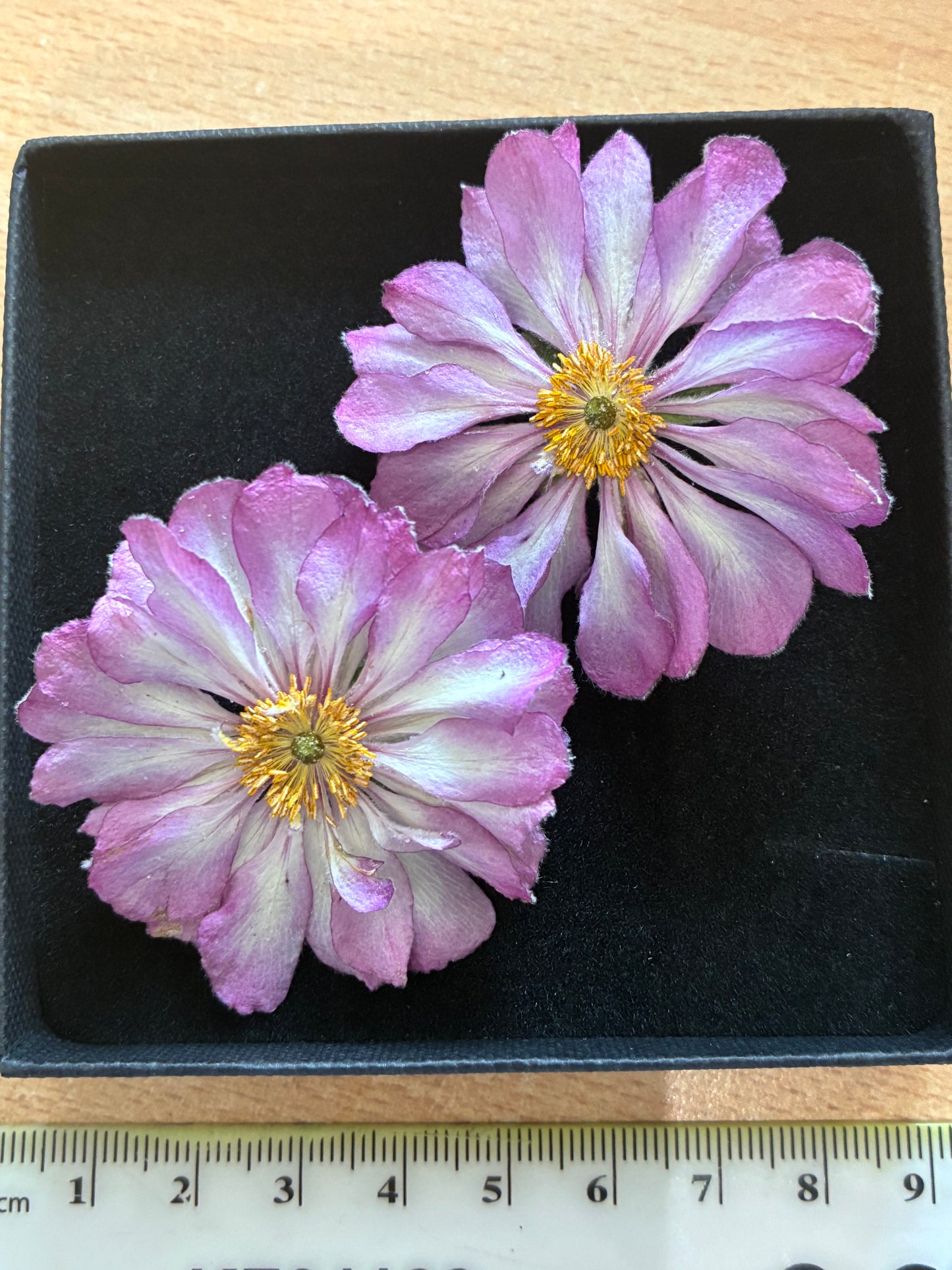 Anemone - Real Dried Flowers (2 or 4 flowers)
