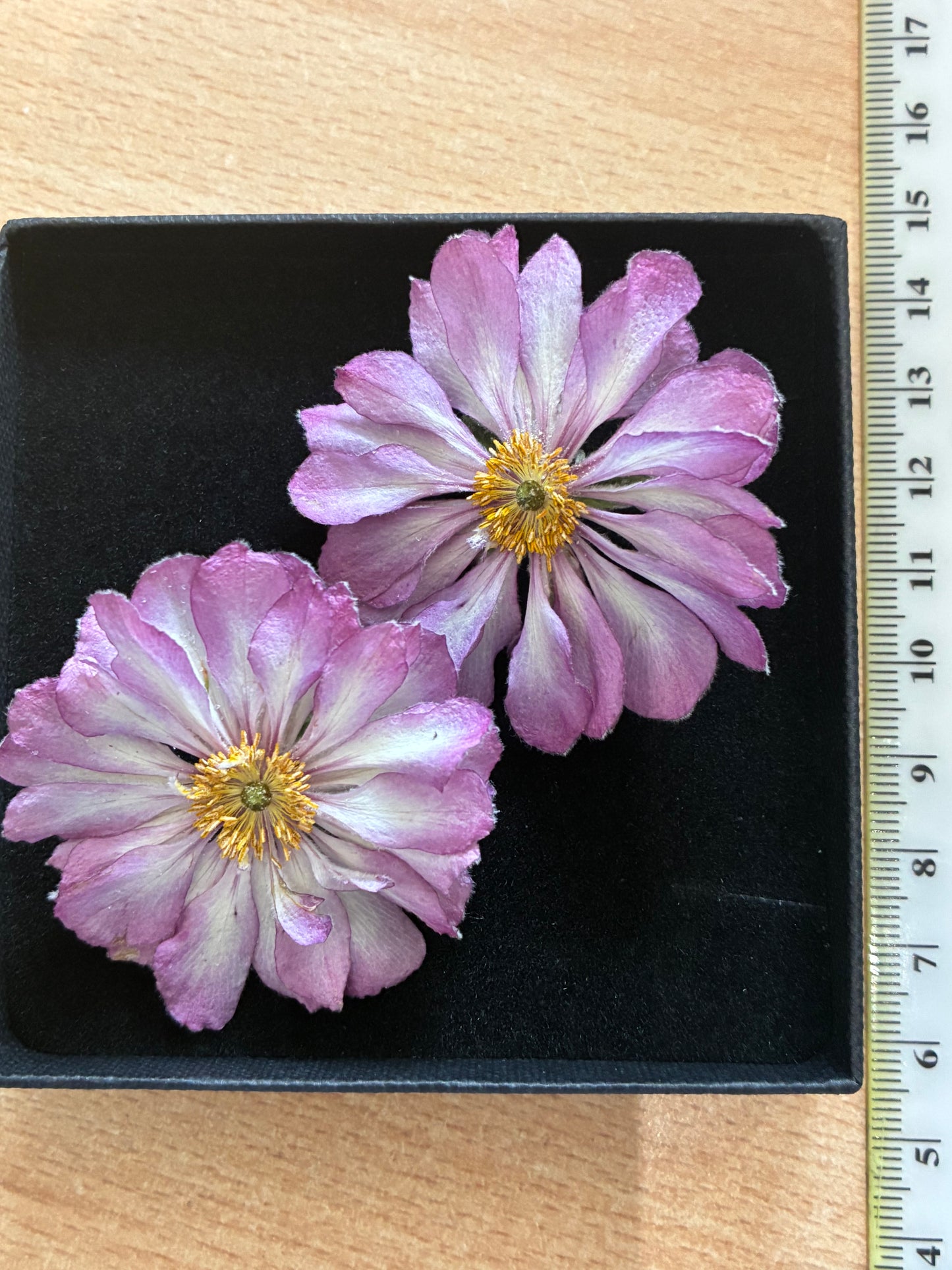 Anemone - Real Dried Flowers (2 or 4 flowers)