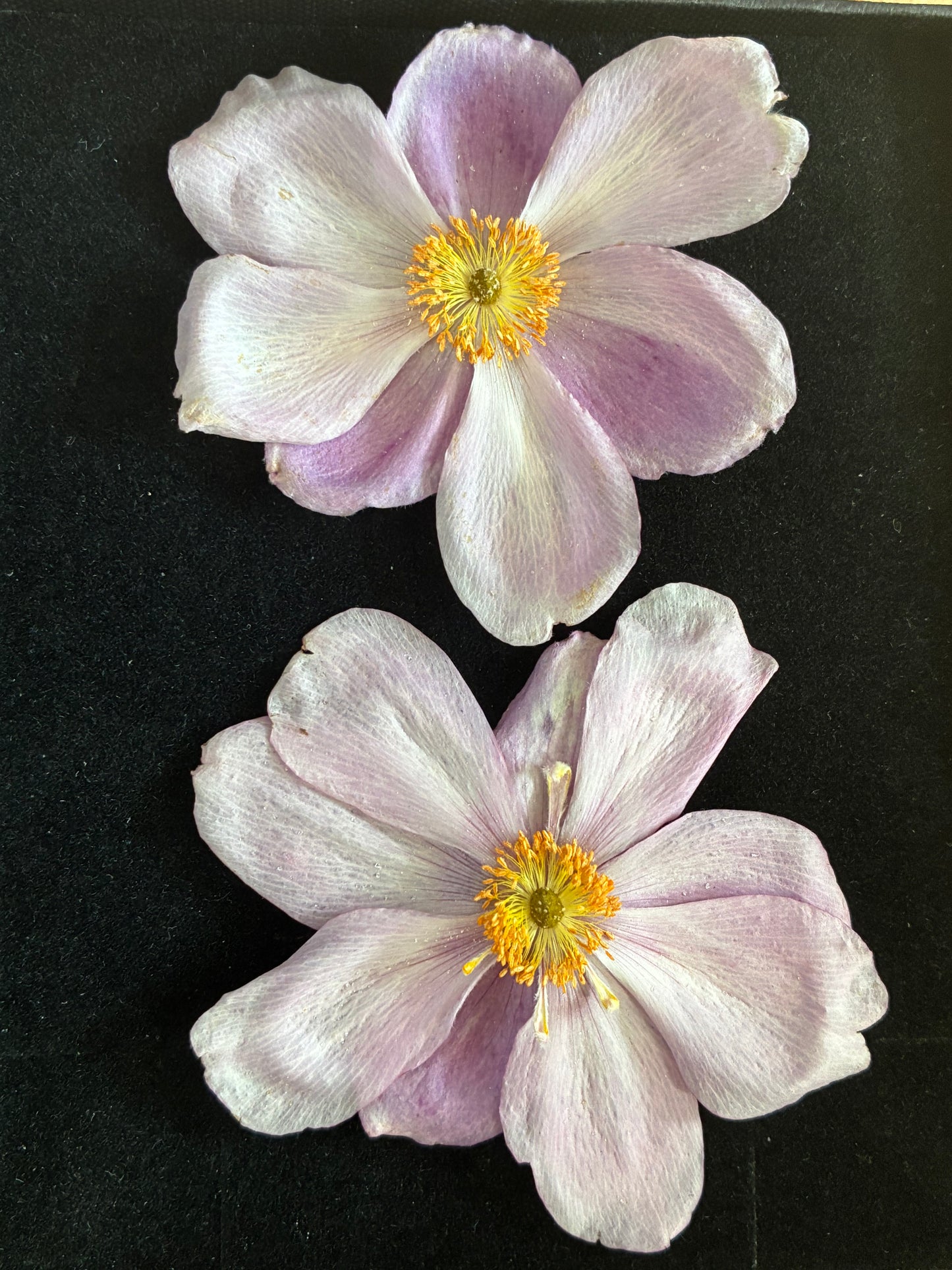 Anemone - Real Dried Flowers (2 or 4 flowers)