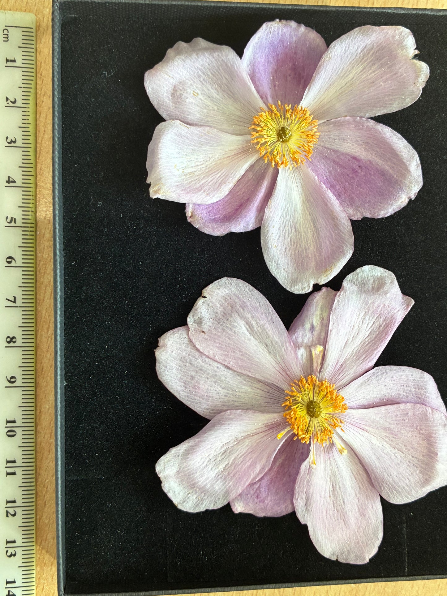 Anemone - Real Dried Flowers (2 or 4 flowers)