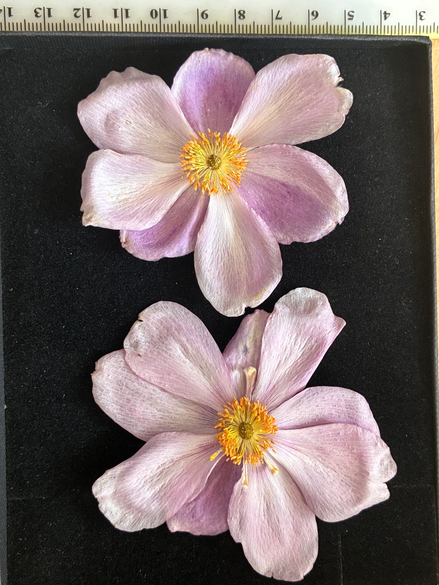 Anemone - Real Dried Flowers (2 or 4 flowers)