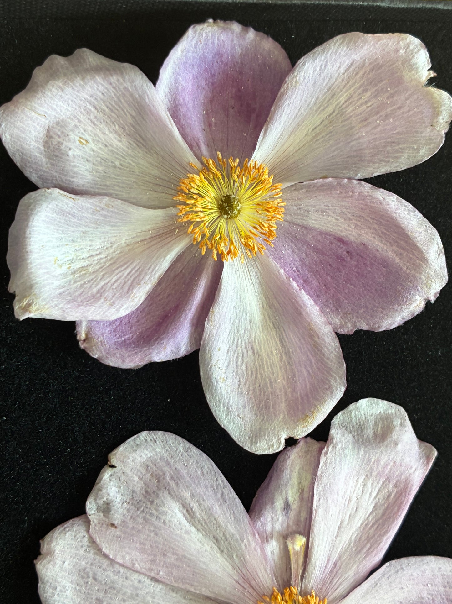 Anemone - Real Dried Flowers (2 or 4 flowers)