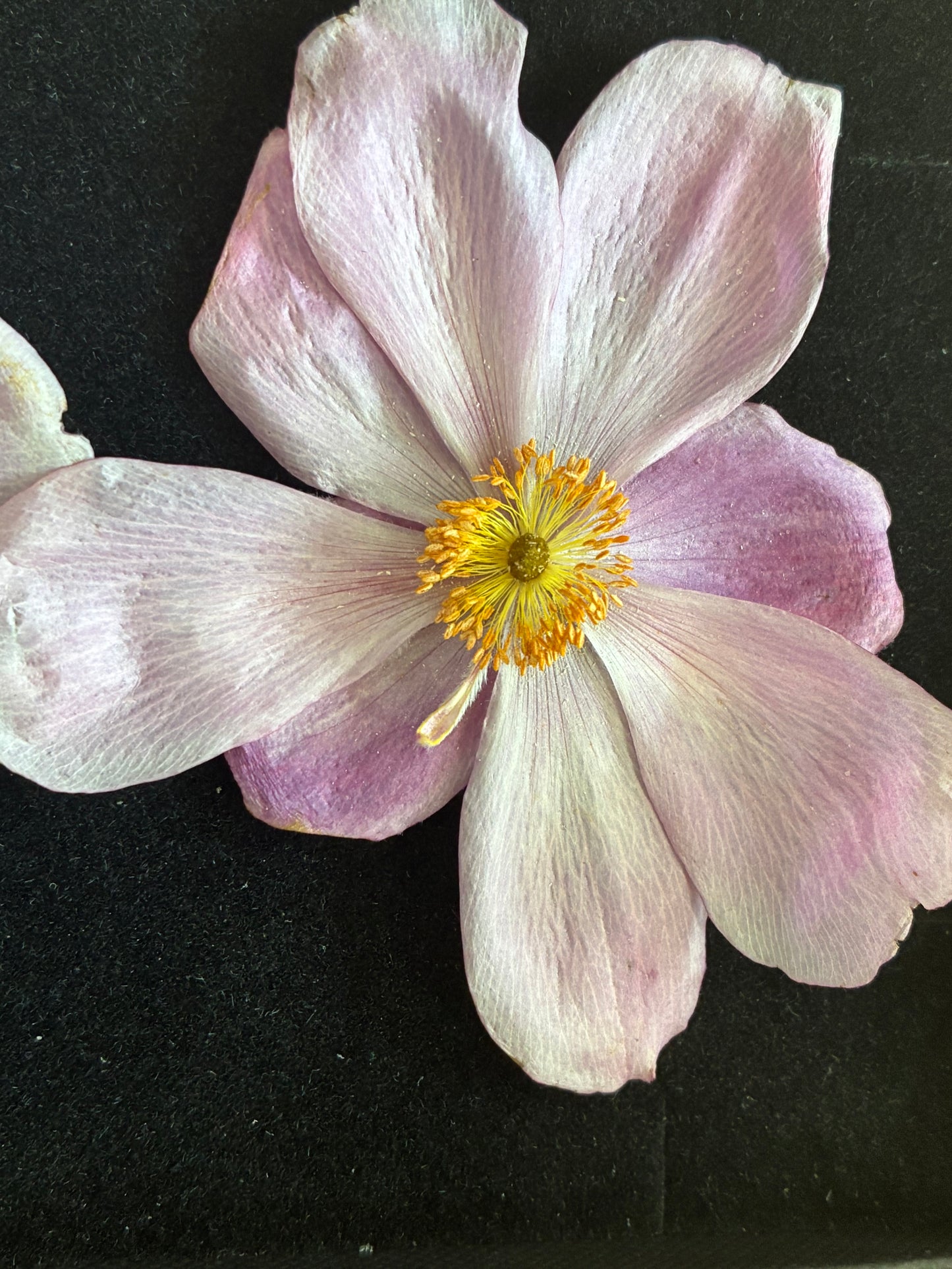 Anemone - Real Dried Flowers (2 or 4 flowers)