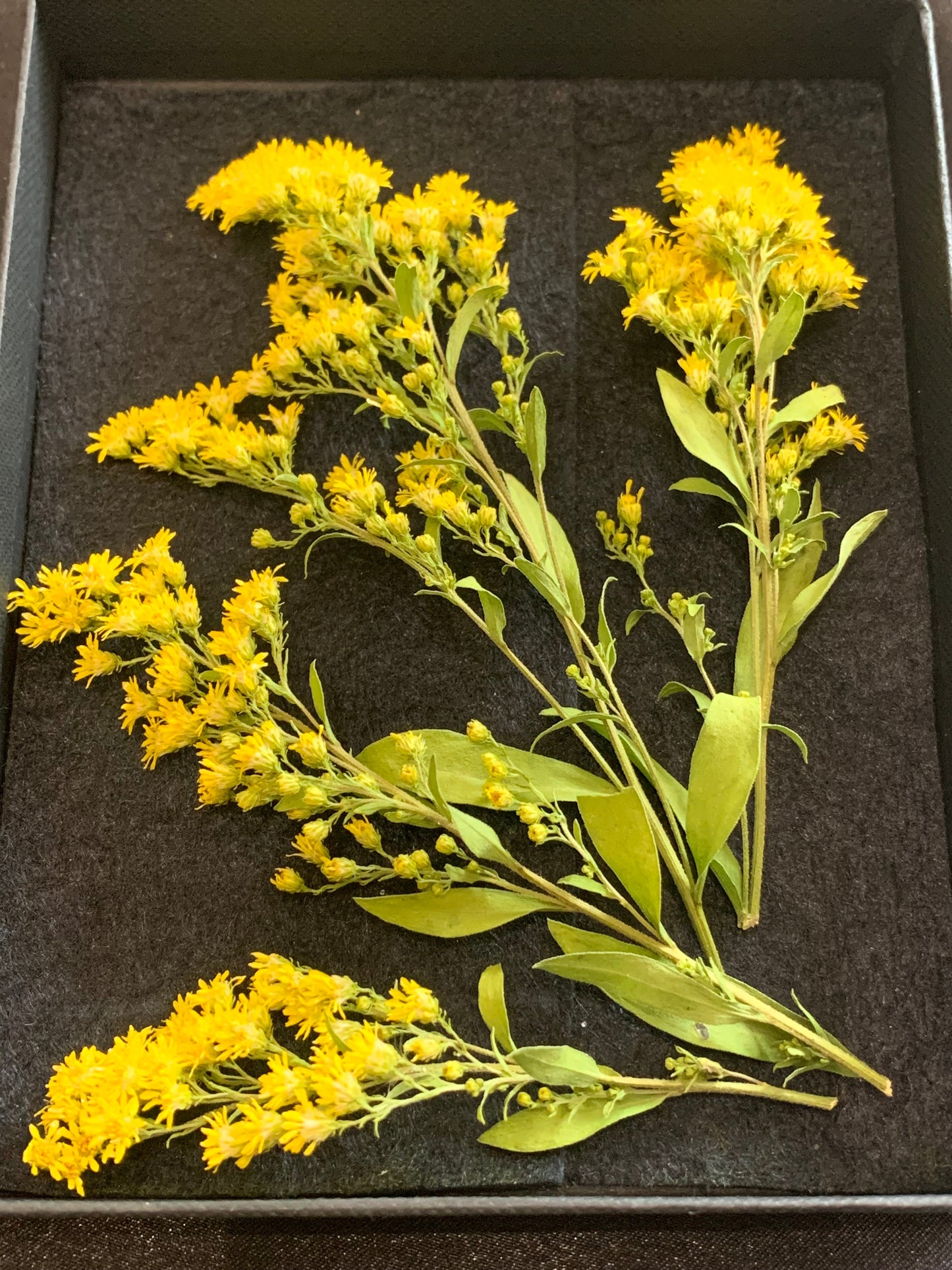 Golden Rod