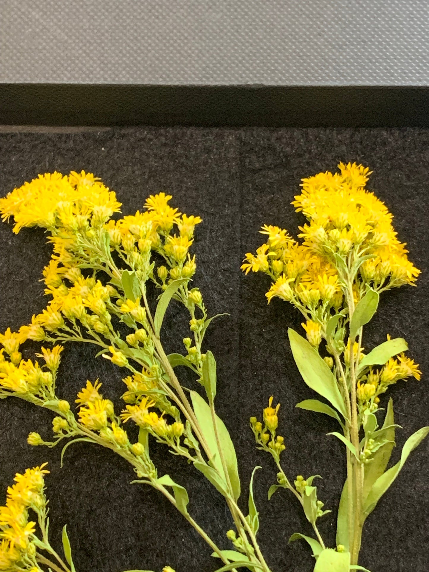 Golden Rod