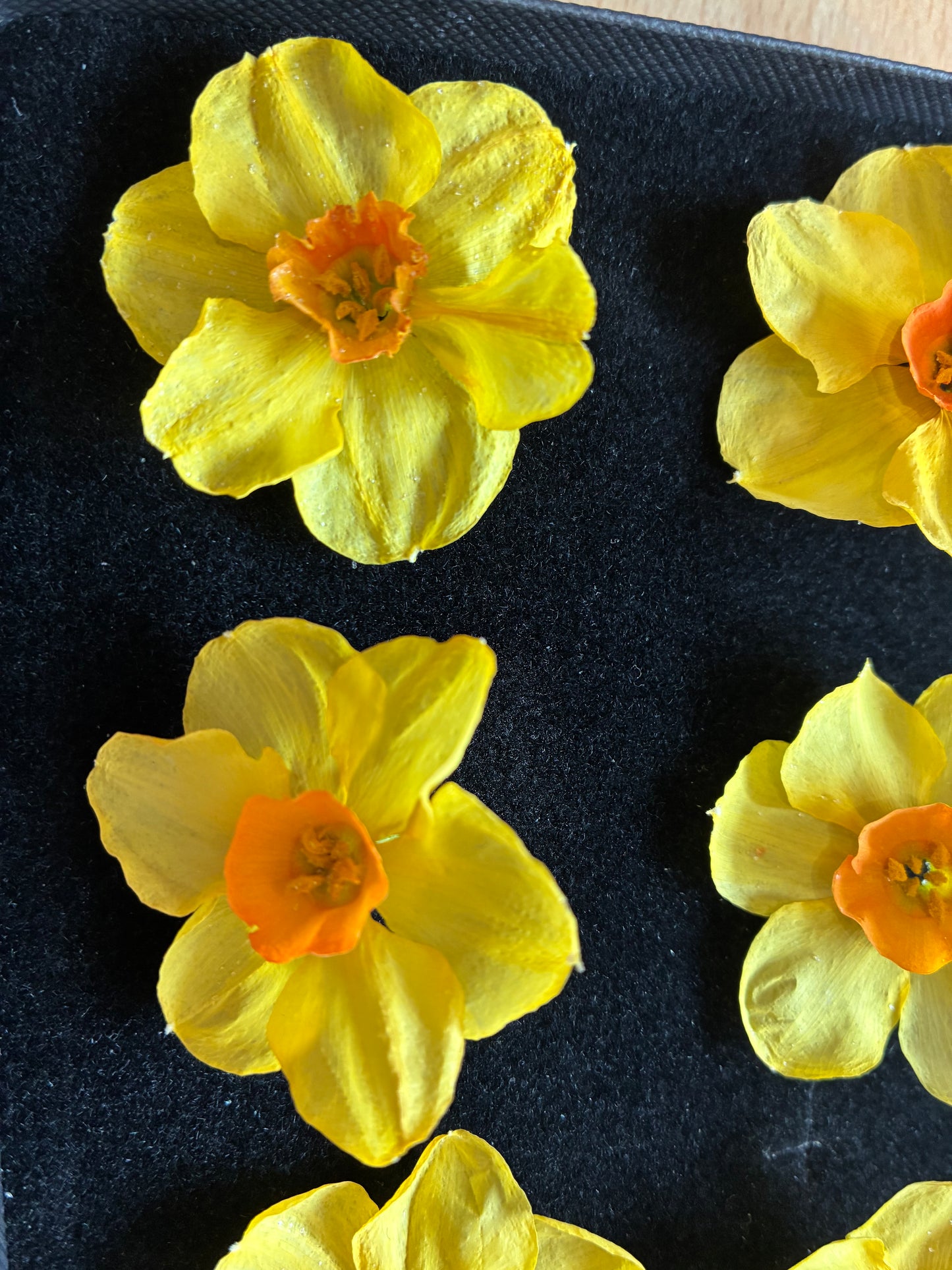 Dried Daffodils - 6 (baby) Orange Trumpet