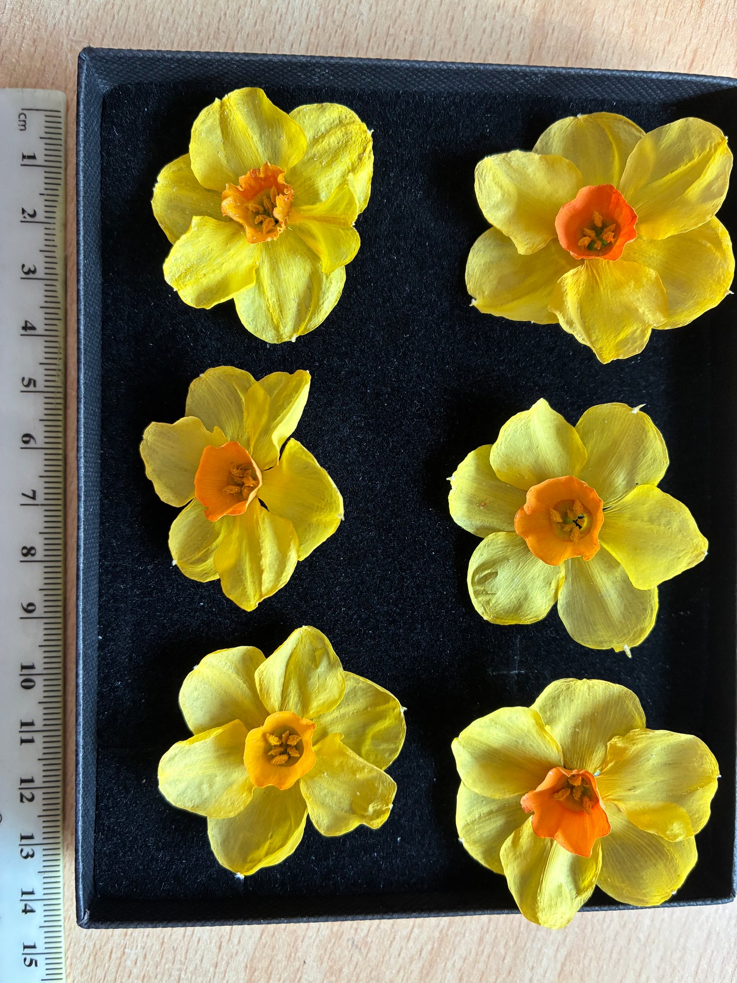 Dried Daffodils - 6 (baby) Orange Trumpet