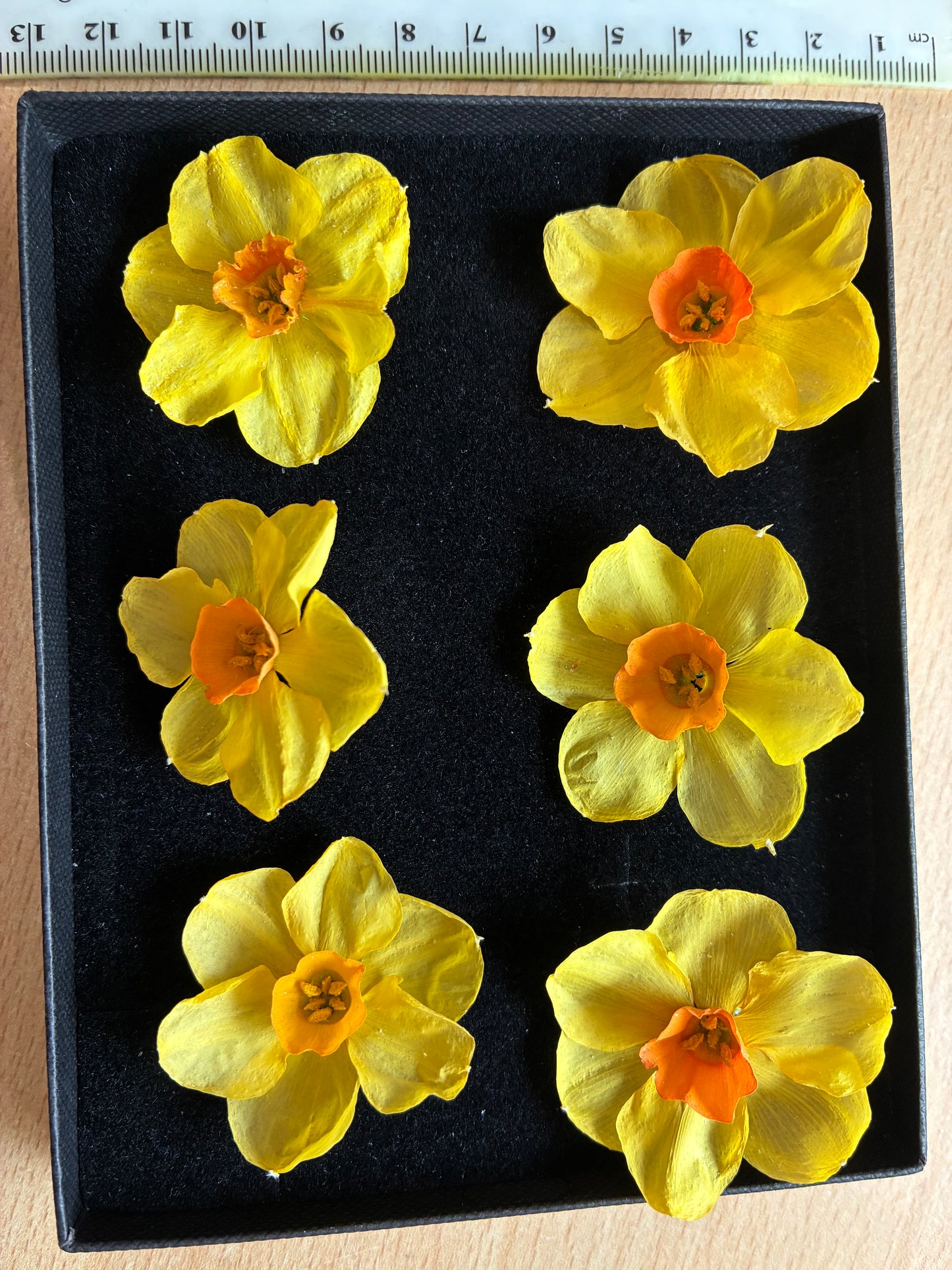 Dried Daffodils - 6 (baby) Orange Trumpet