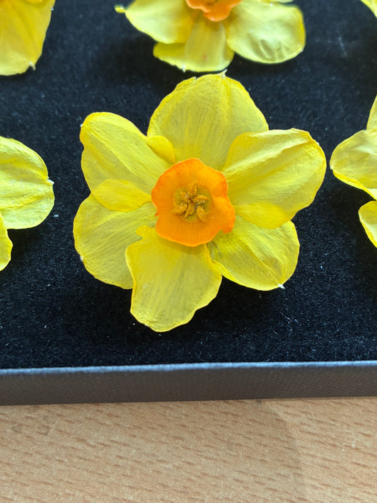 Dried Daffodils - 6 (baby) Orange Trumpet