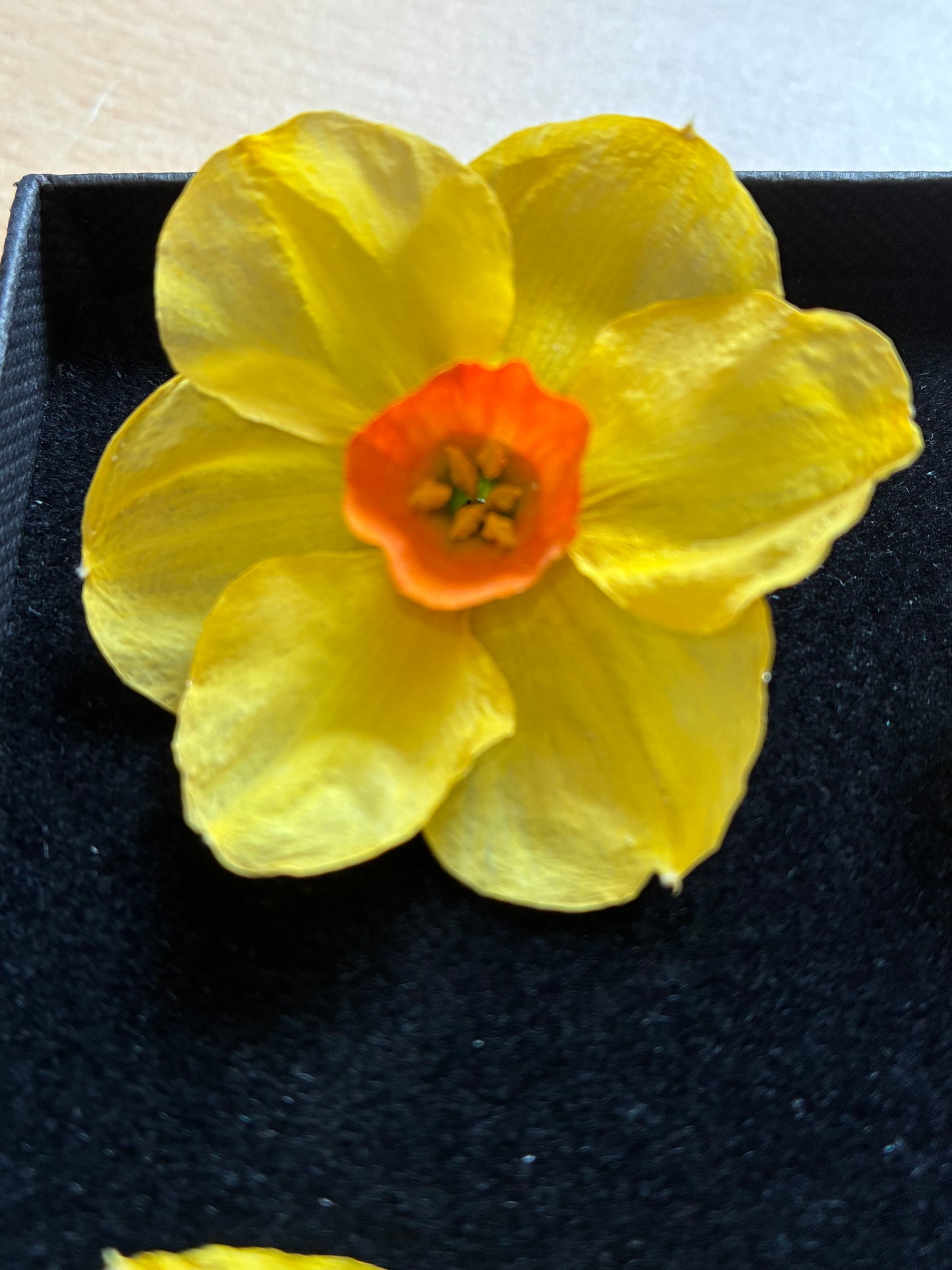 Dried Daffodils - 6 (baby) Orange Trumpet