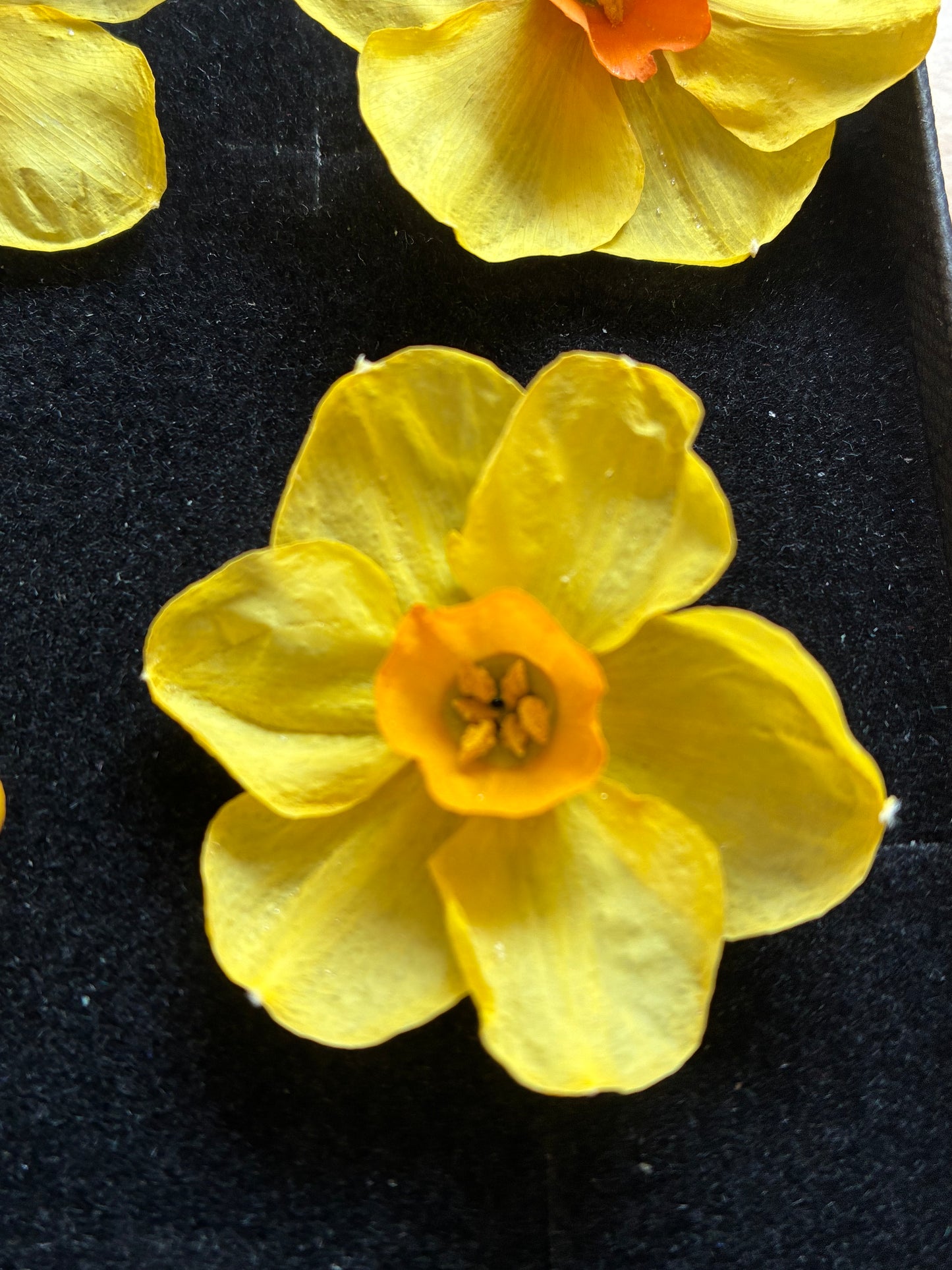 Dried Daffodils - 6 (baby) Orange Trumpet