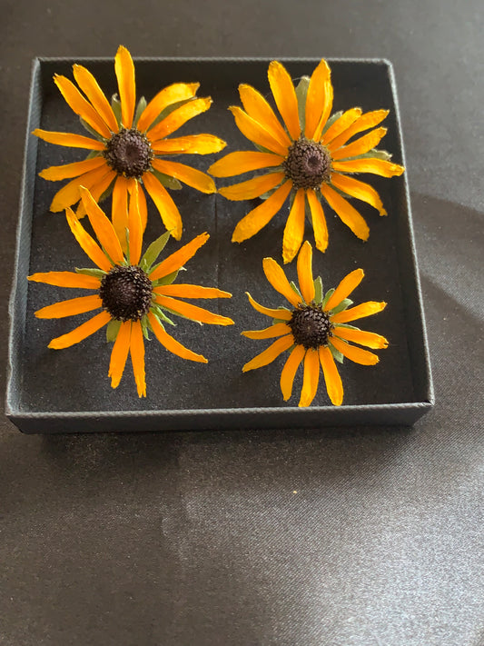 Rudbeckia - 4 Real Dried Flowers