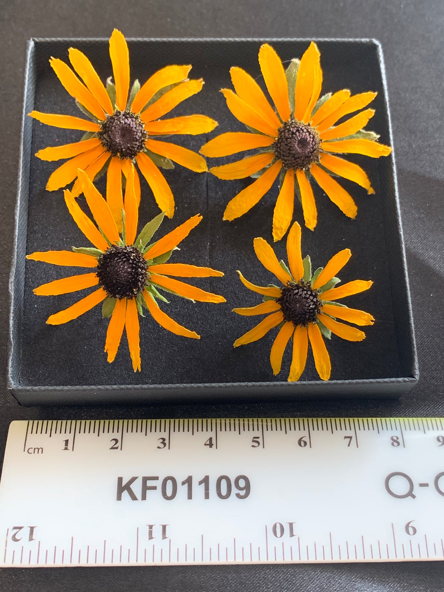 Rudbeckia - 4 Real Dried Flowers