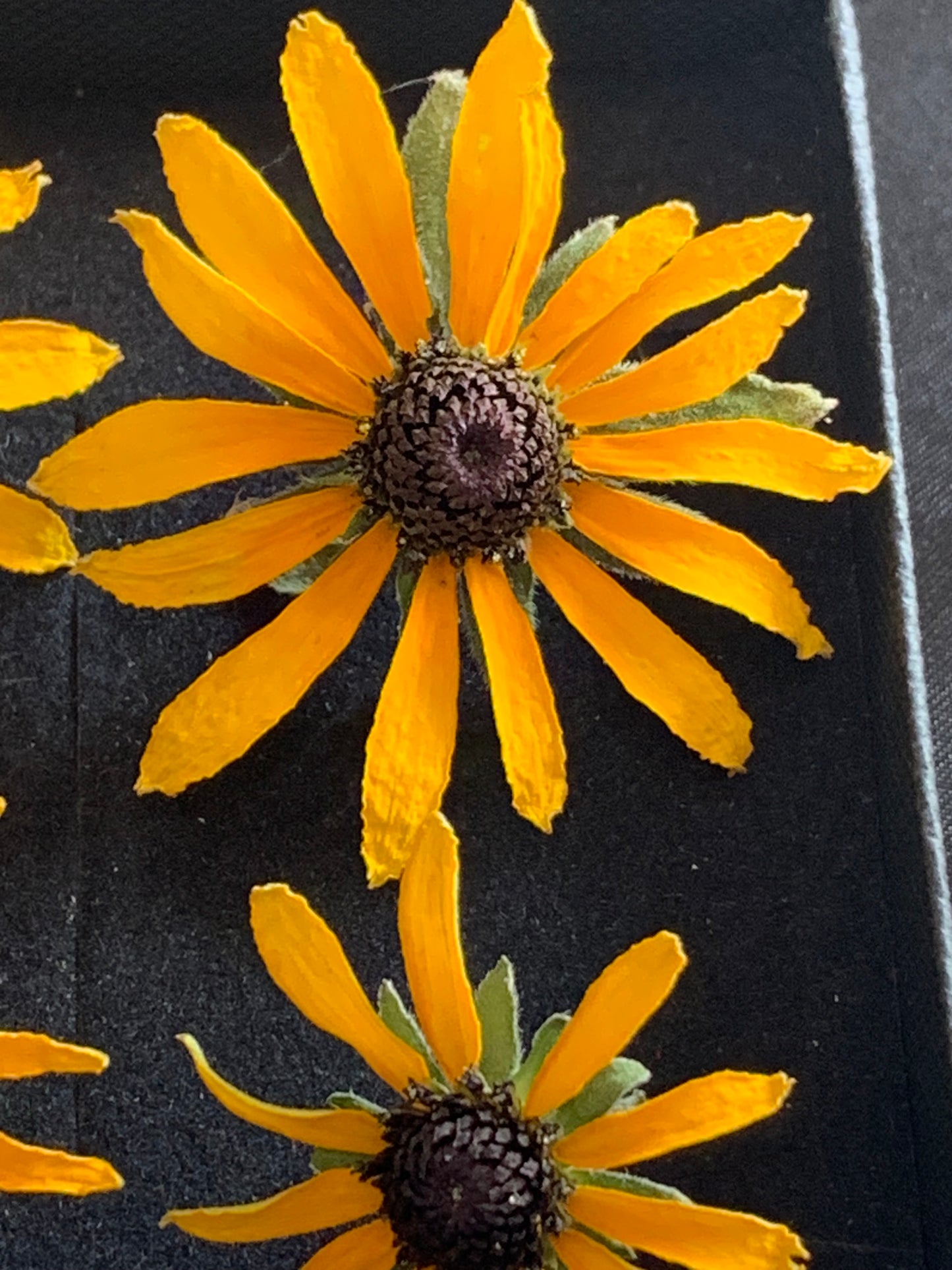 Rudbeckia - 4 Real Dried Flowers