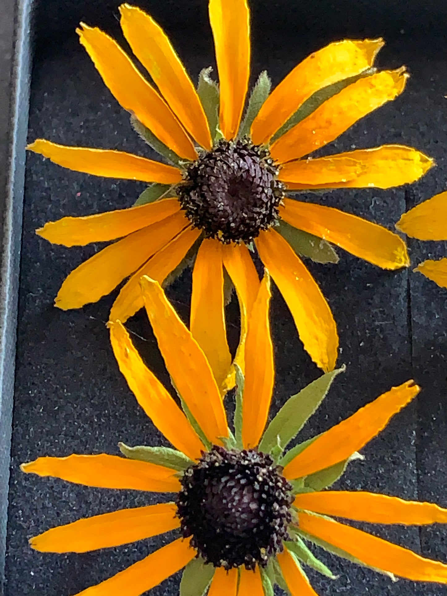 Rudbeckia - 4 Real Dried Flowers