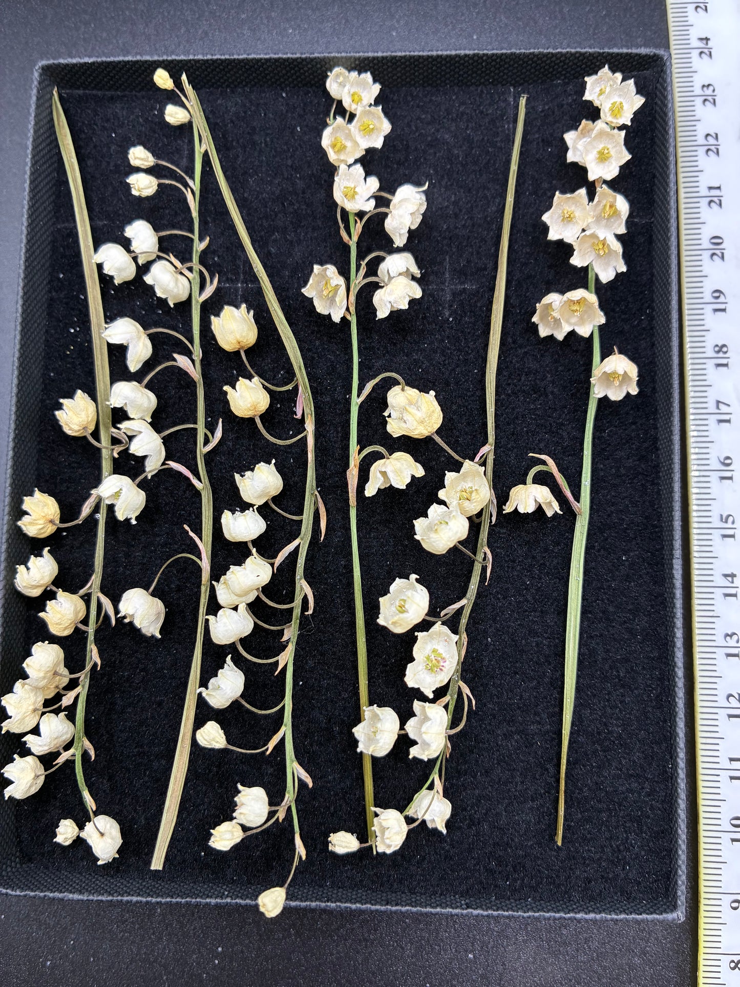 Lily Of The Valley - 6 Stems Real Dried Lily Of The Valley Flowers (Copy)