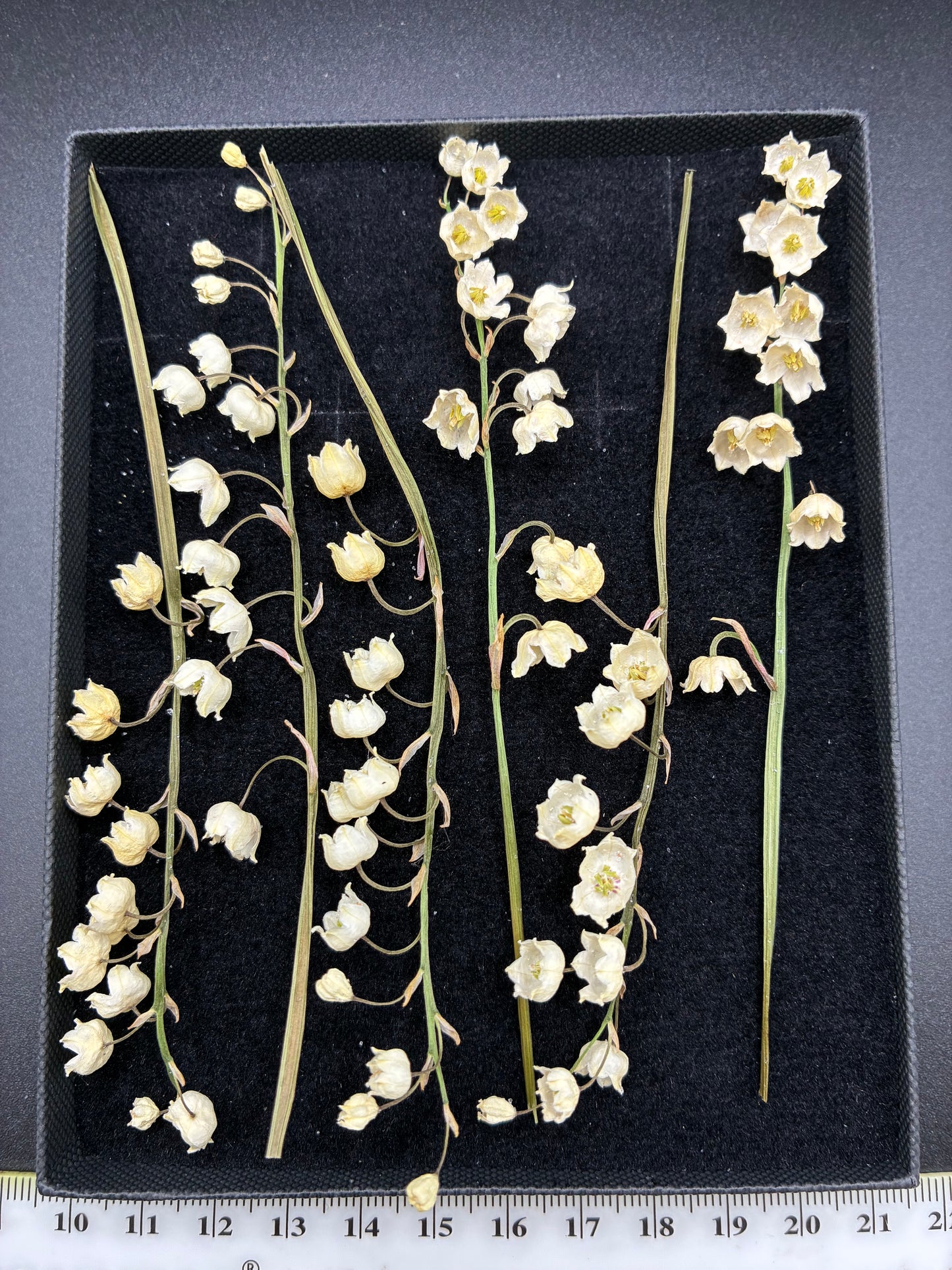 Lily Of The Valley - 6 Stems Real Dried Lily Of The Valley Flowers (Copy)