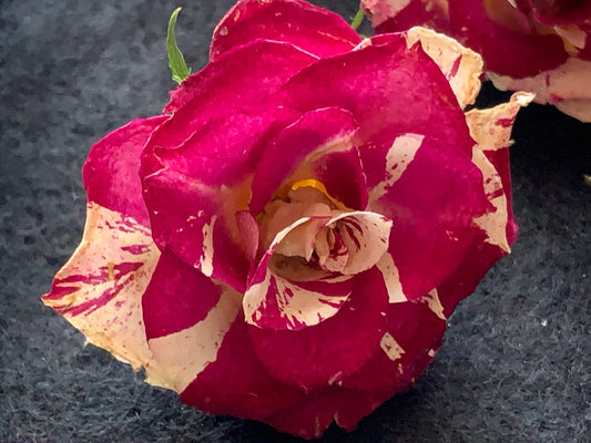 Roses (sFW) - 8 Red & White Real Dried Miniature Roses
