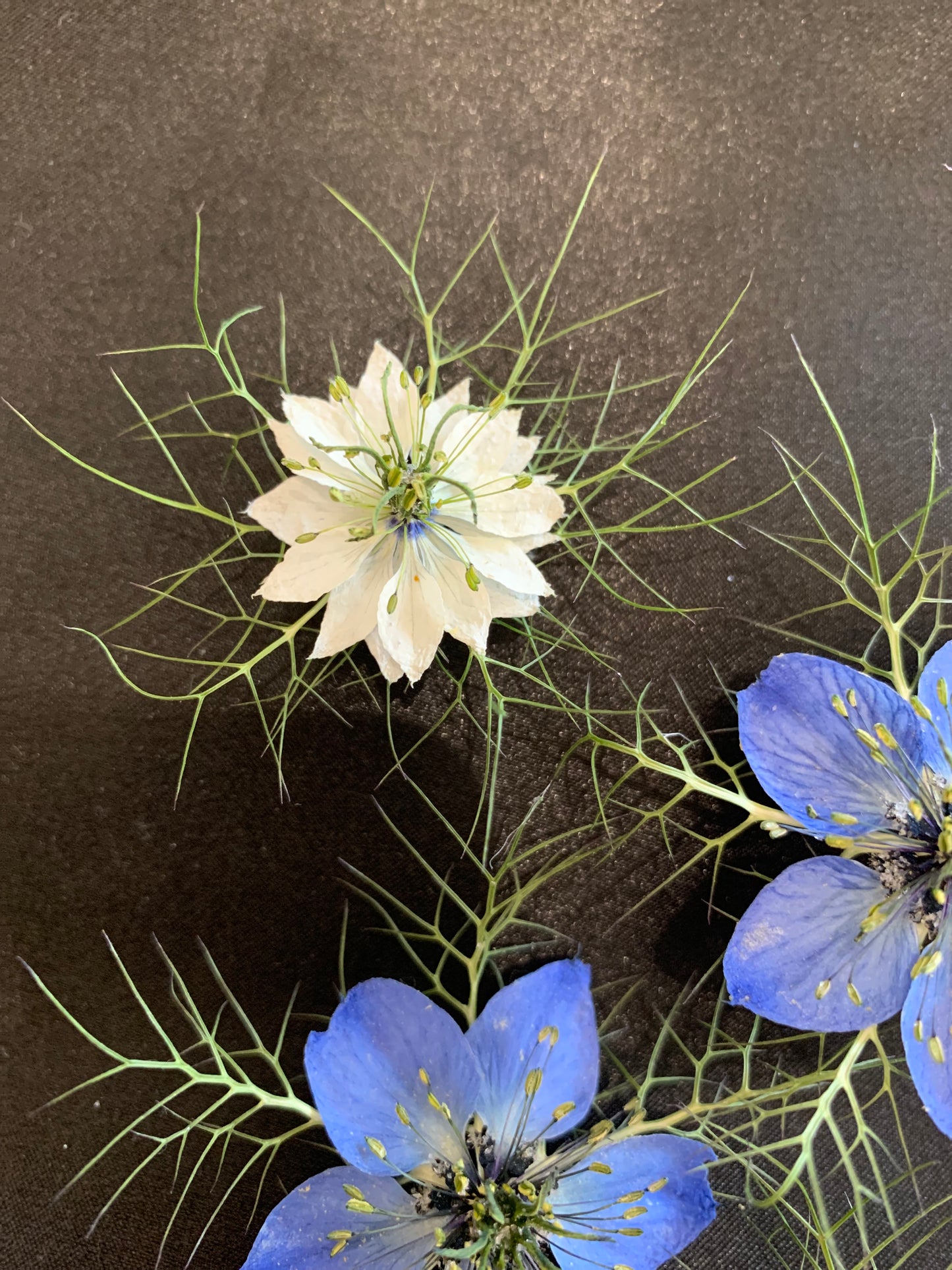 Love in a Mist - 4 Real Dried Flowers