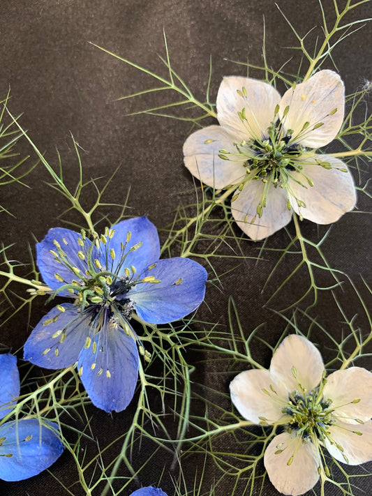 Love in a Mist - 4 Real Dried Flowers