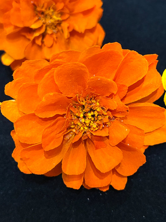 Marigold - 6 Real Dried Flowers