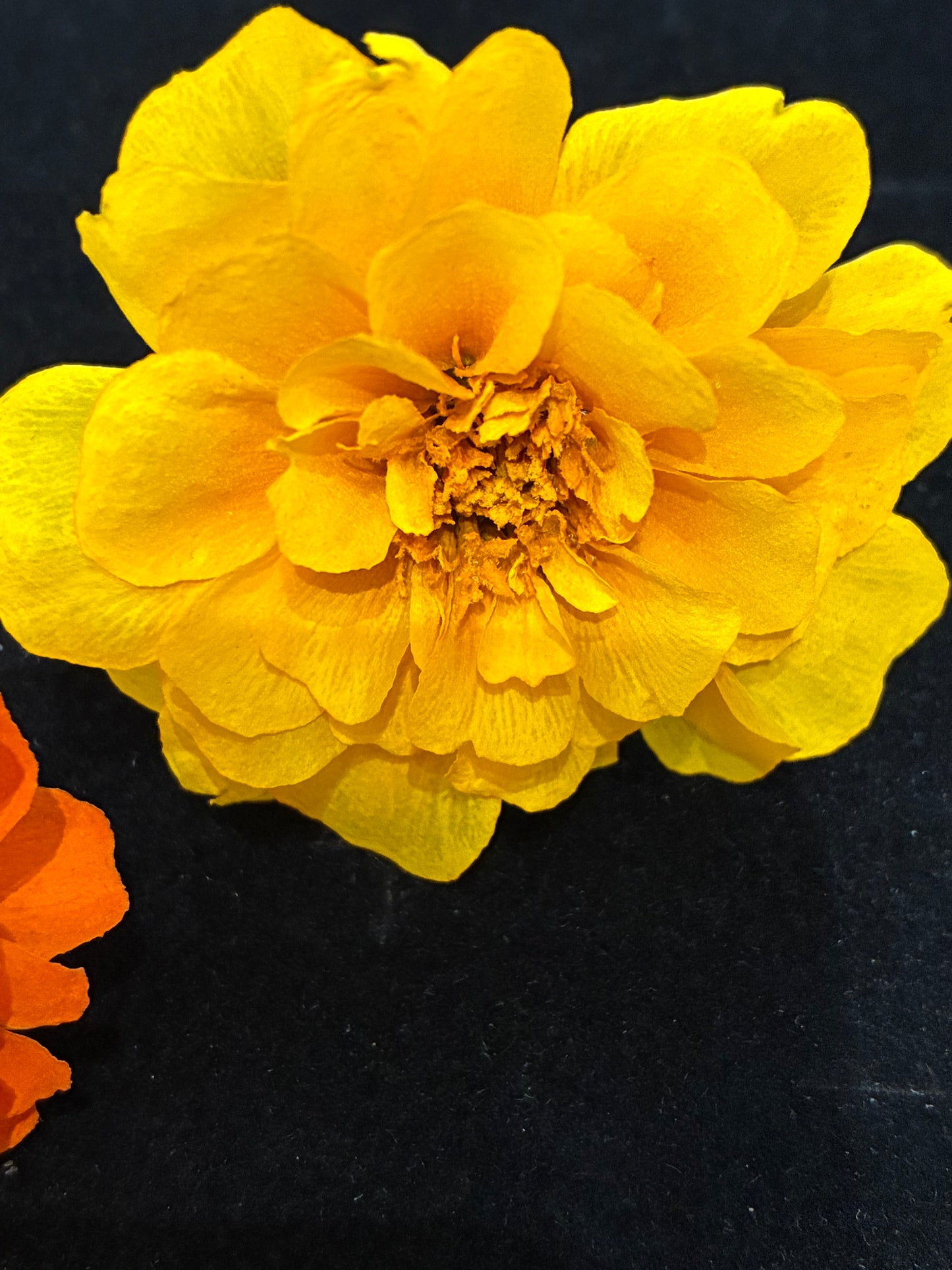 Marigold - 6 Real Dried Flowers