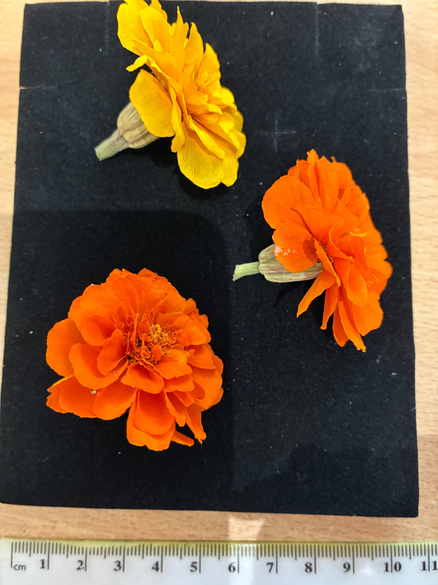 Marigold - 6 Real Dried Flowers