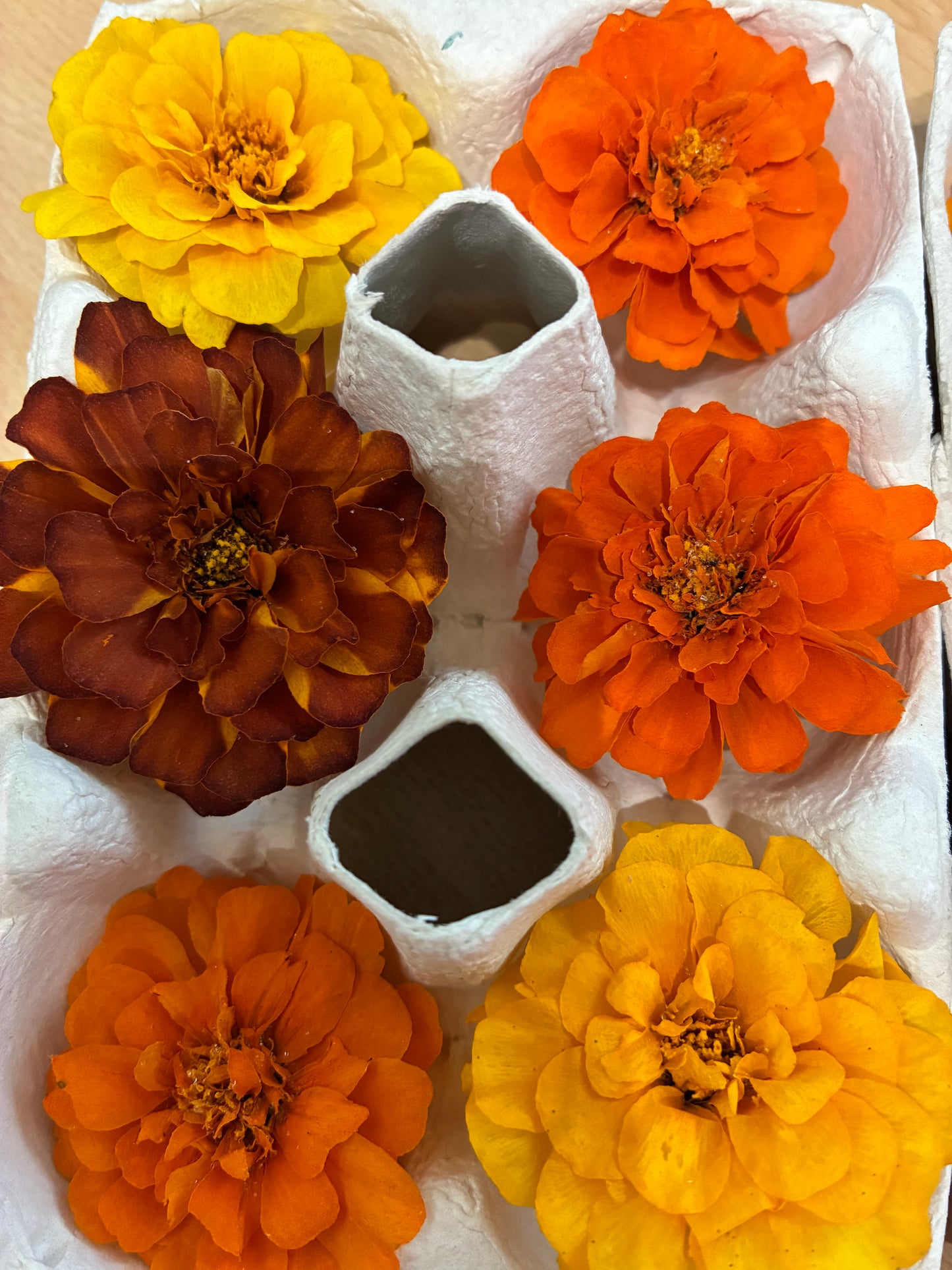 Marigold - 6 Real Dried Flowers