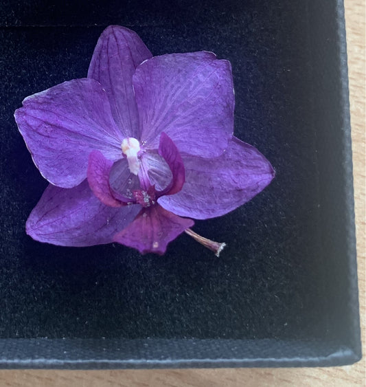 Orchid - 4 Tiny Dried Orchid Flowers