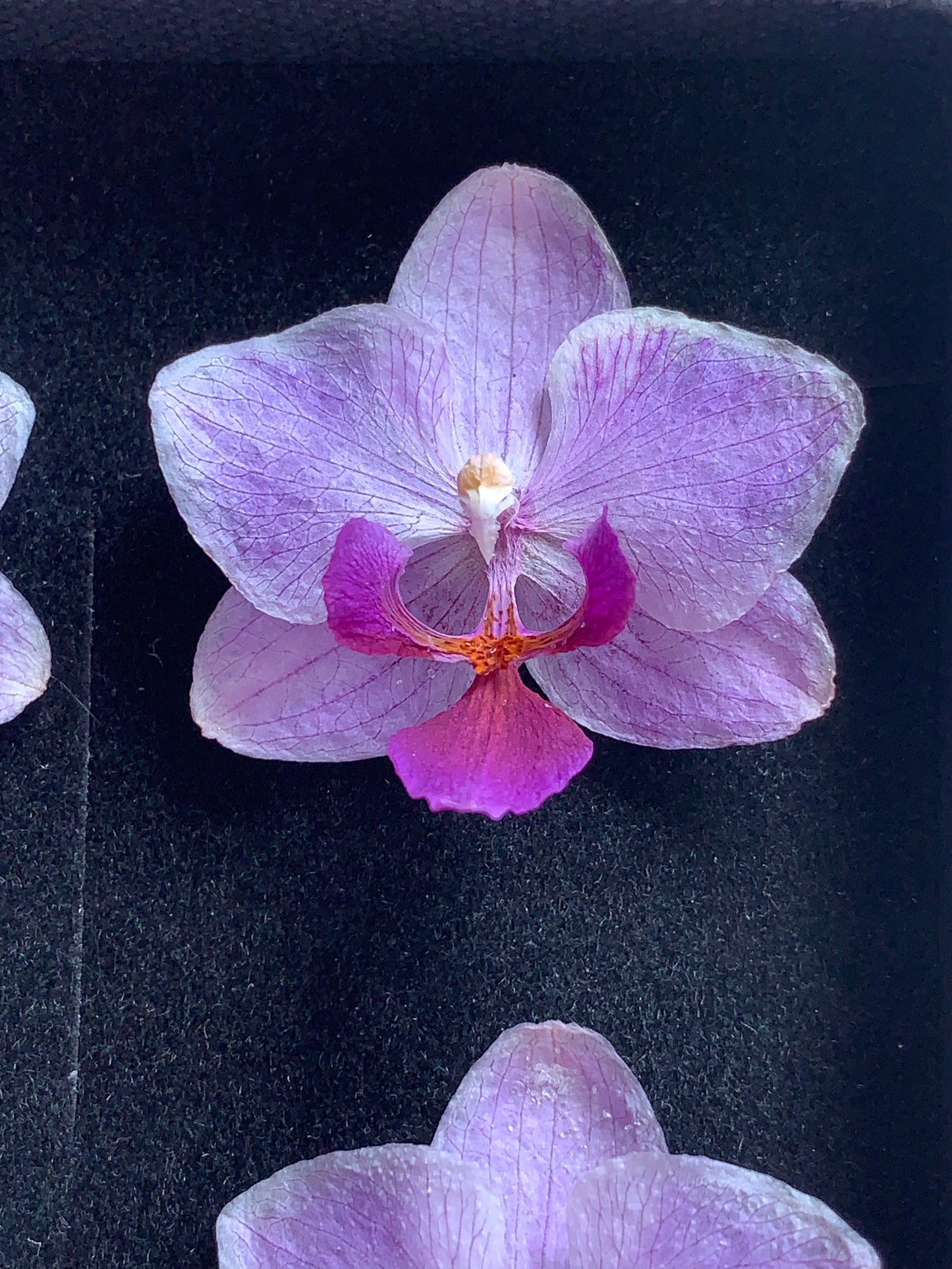 Orchid - 4 Tiny Dried Orchid Flowers
