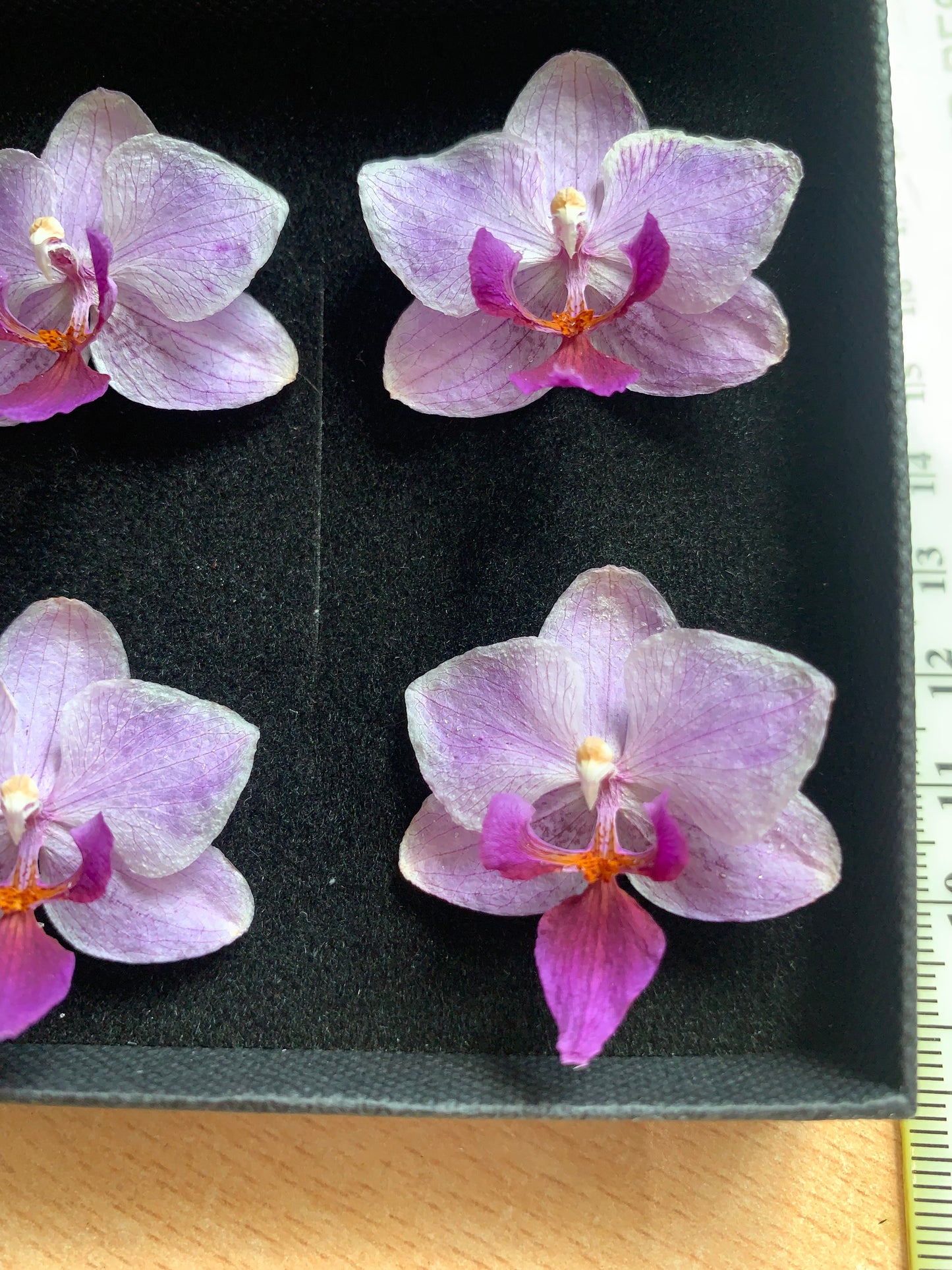 Orchid - 4 Tiny Dried Orchid Flowers