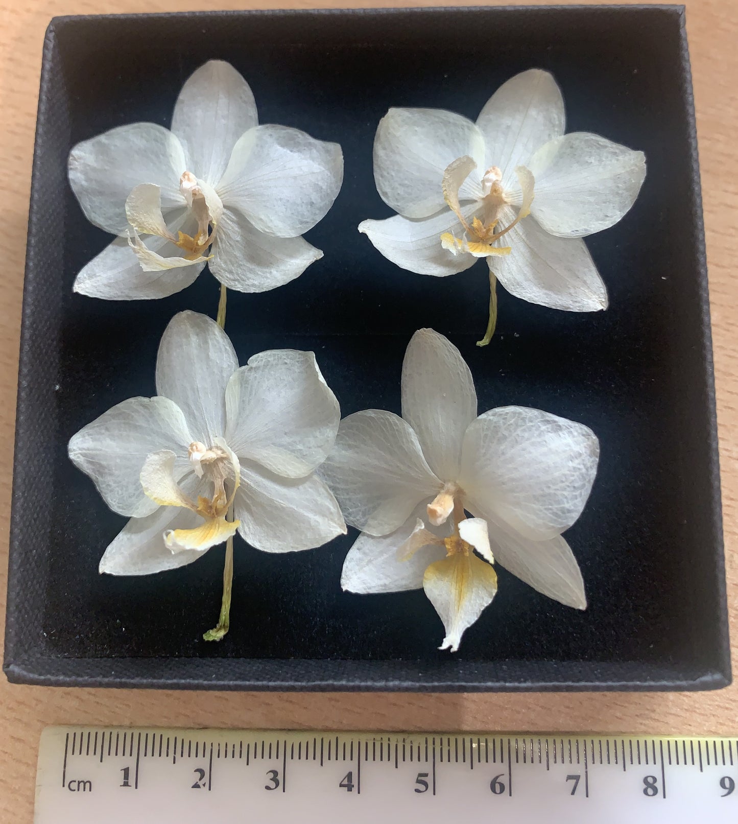 Orchid - 4 Tiny Dried Orchid Flowers
