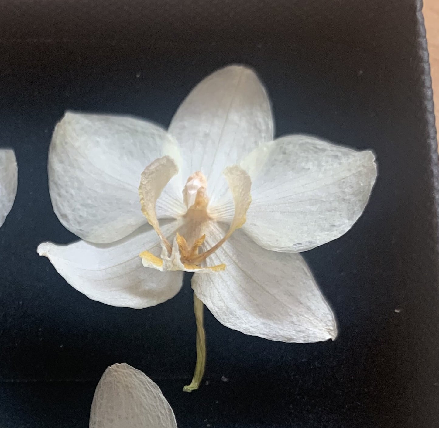 Orchid - 4 Tiny Dried Orchid Flowers