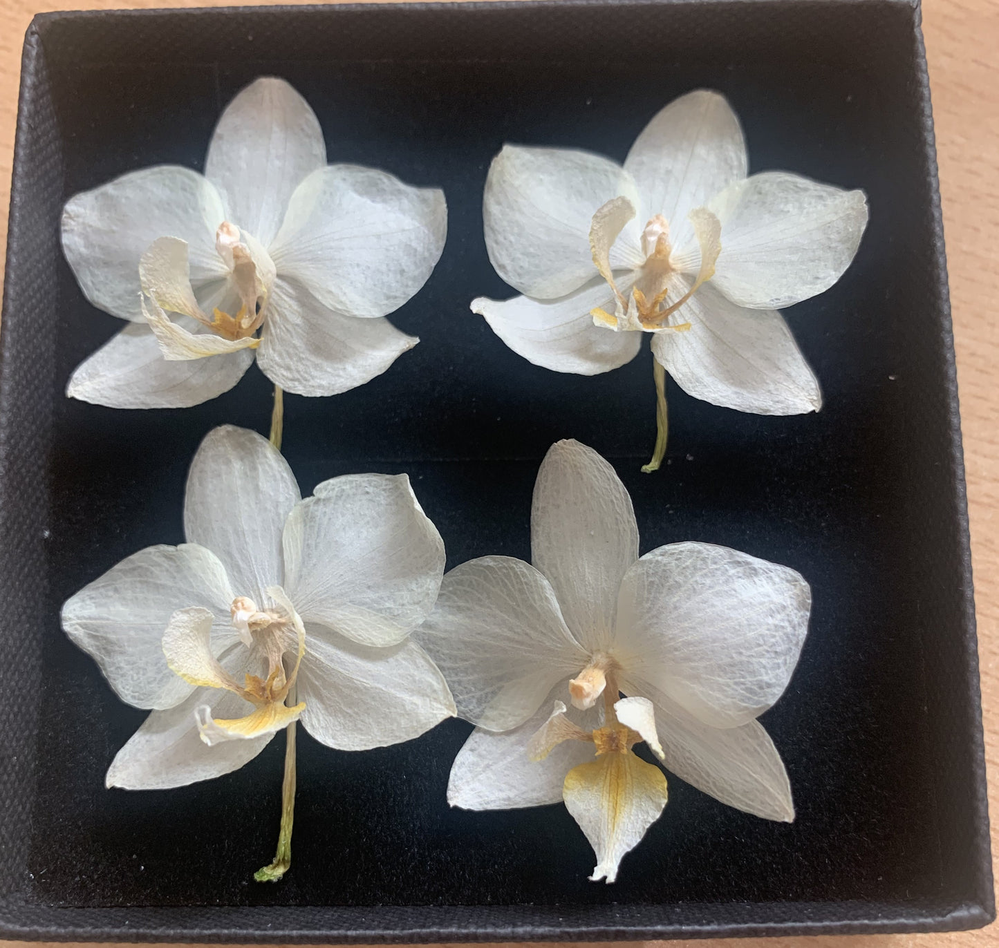 Orchid - 4 Tiny Dried Orchid Flowers