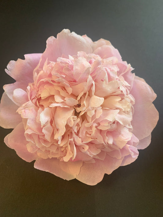 Dried Peony Flower