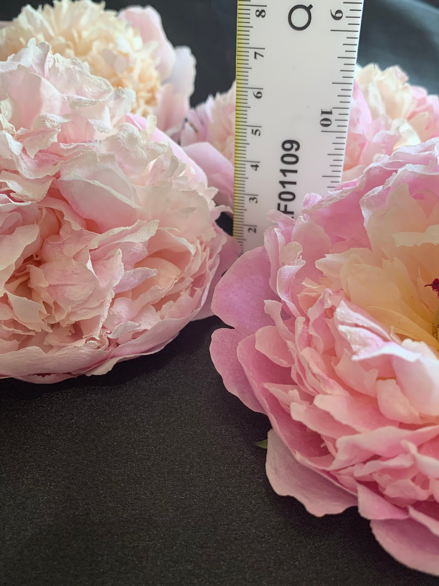 Peony - 1 White/cream/pale pink Real Dried Peony flowers (FM)
