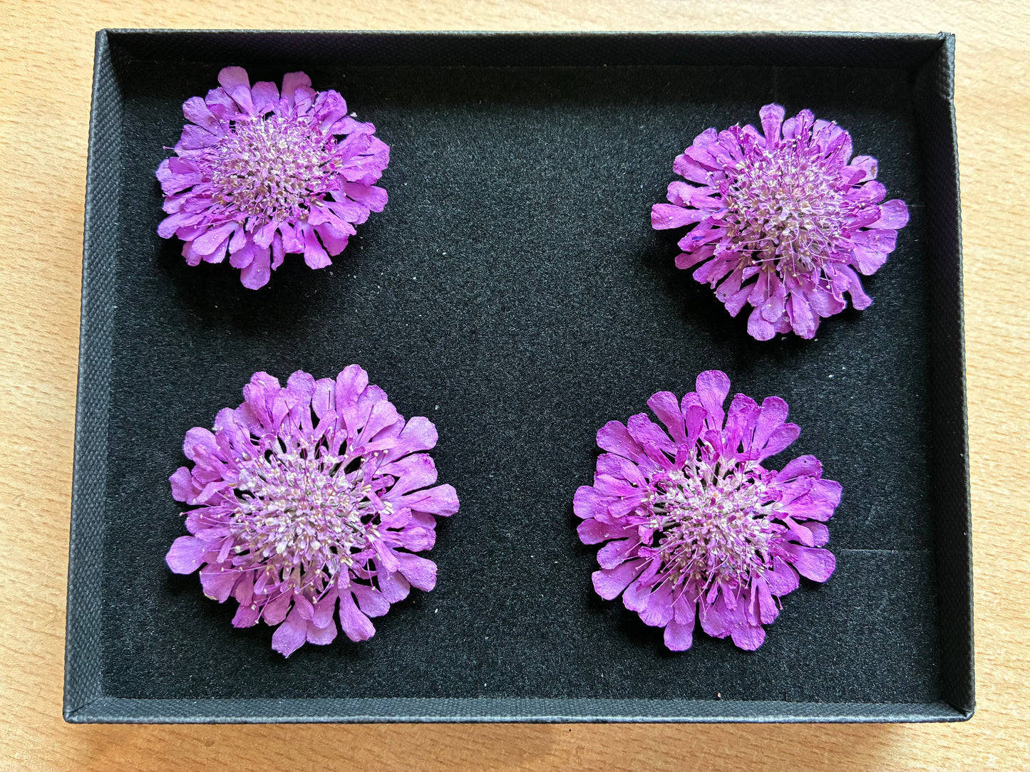 Scabious - 4 Real Dried Flowers, Natural Undyed Flowers