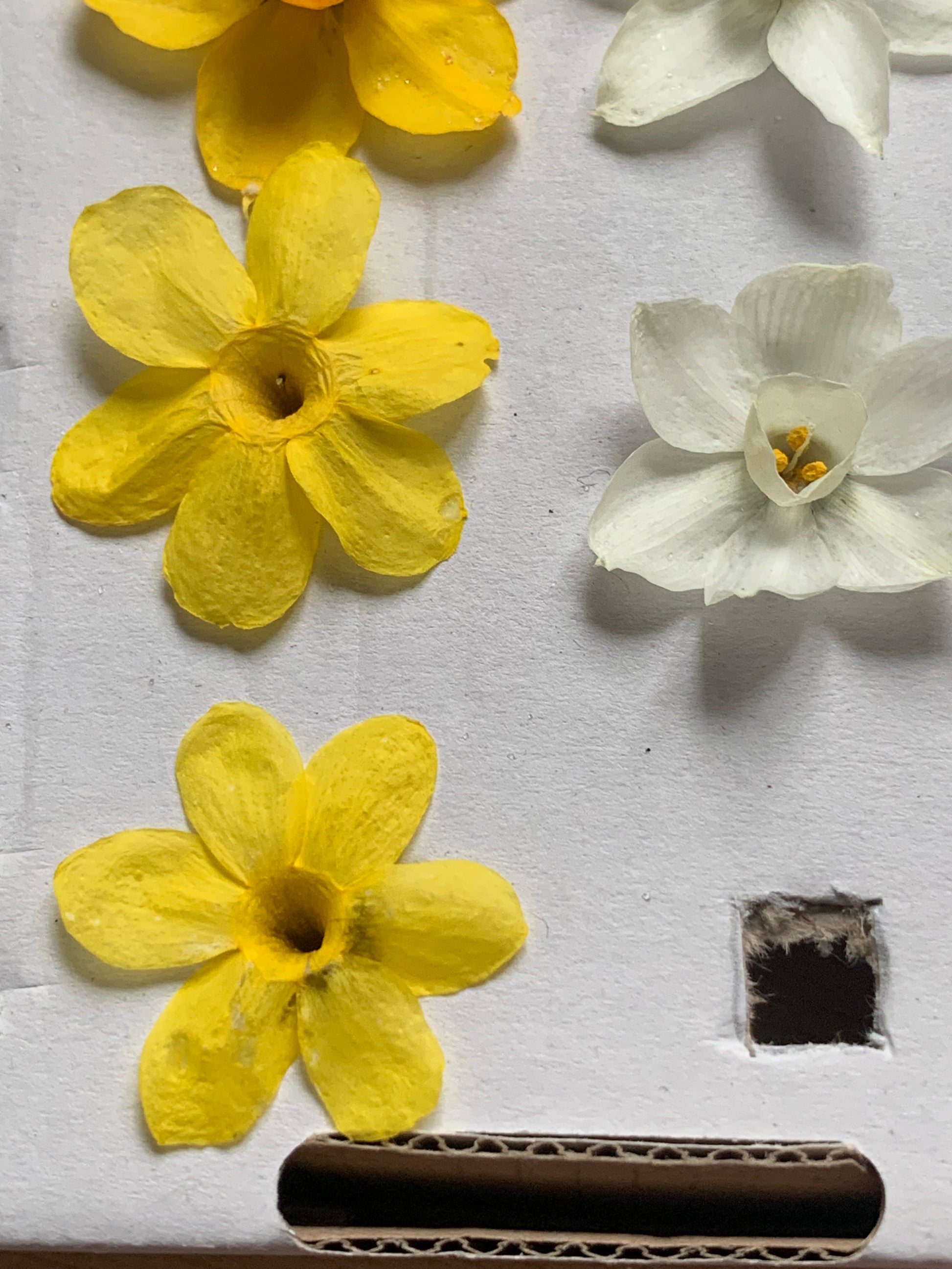 Real dried Jasmine flowers