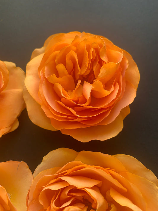 Enchanting Roses - 6 Real Dried English Cottage Garden Roses - Apricot